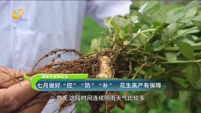 七月做好“控”“防”“補(bǔ)” 花生高產(chǎn)有保障