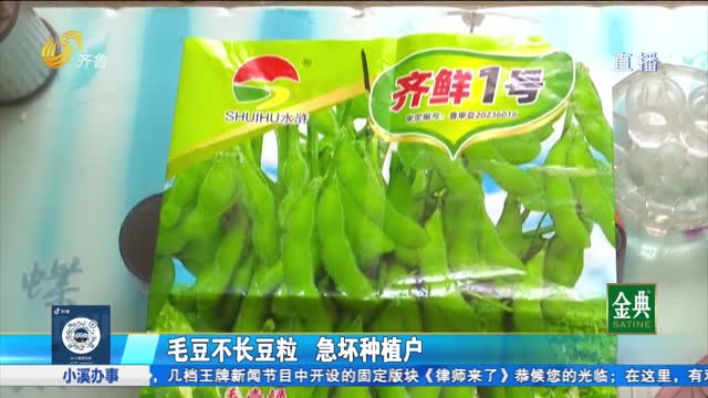 毛豆不长豆粒 急坏种植户