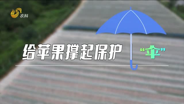給蘋果撐起保護(hù)“傘