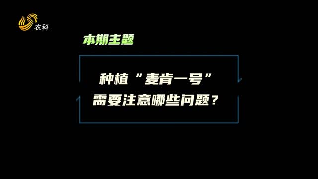 種植麥肯一號(hào)馬鈴薯需要注意這三點(diǎn)