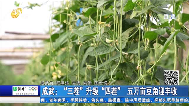 成武：“三茬”升级“四茬” 五万亩豆角迎丰收