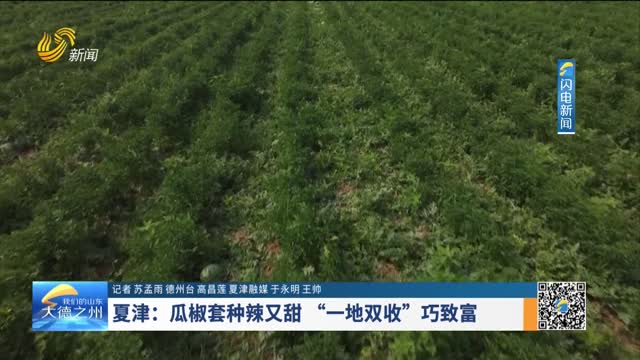 夏津：瓜椒套种辣又甜“一地双收”巧致富