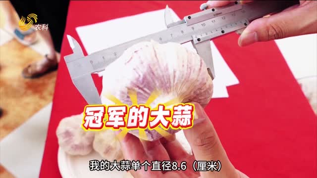 “三只虎”大肥力 助力中牟大蒜抗重茬 提质增产