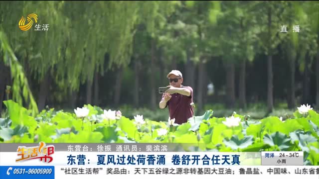 东营：夏风过处荷香涌 卷舒开合任天真