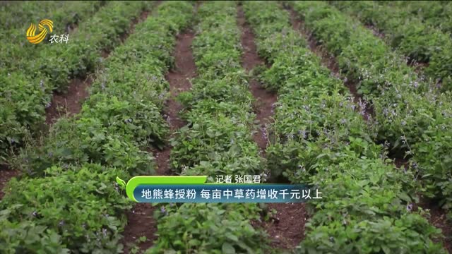 地熊蜂授粉 每亩中草药增收千元以上