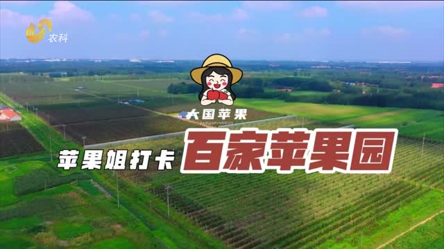 【苹果姐打卡百家苹果园】“D-2-D”树形 让“维纳斯黄金”提早丰产