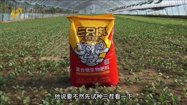 【三只虎 大肥力】“起死回生”的大棚油菜