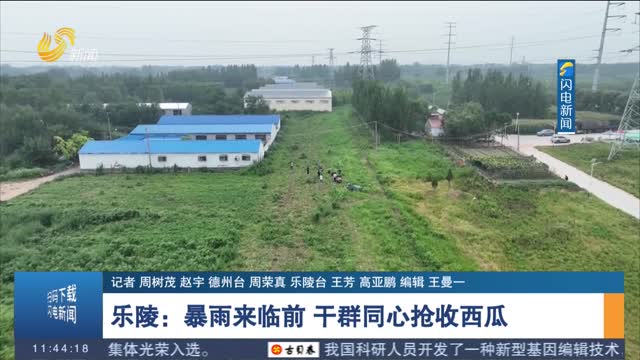 乐陵：暴雨来临前 干群同心抢收西瓜