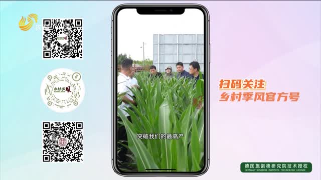 夏玉米高產(chǎn)秘籍：精準(zhǔn)肥水+密植滴灌