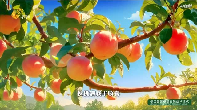 立秋至 習(xí)俗多 傳統(tǒng)韻味里的好品“踏秋而來”