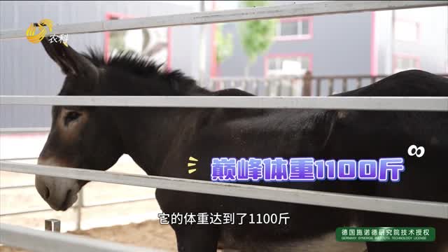 走進(jìn)德州驢原種繁育場 看看“驢王”長啥樣