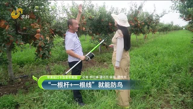 【蘋(píng)果姐打卡百家蘋(píng)果園】“一根桿+一根線”就能防鳥(niǎo)