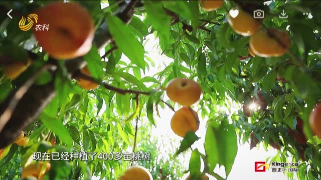 郝大姐種桃記
