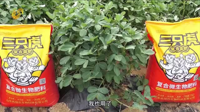 “三只虎”大肥力 助力莒縣花生抗重茬 提質(zhì)增產(chǎn)