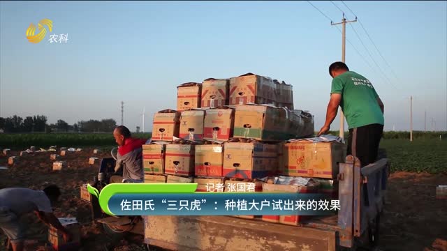 佐田氏“三只虎”：种植大户试出来的效果