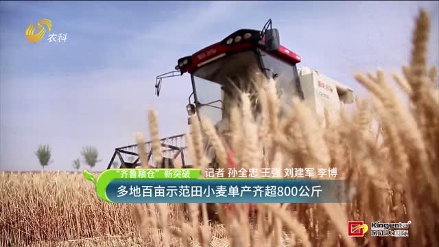 【“齐鲁粮仓”新突破】多地百亩示范田小麦单产齐超800公斤