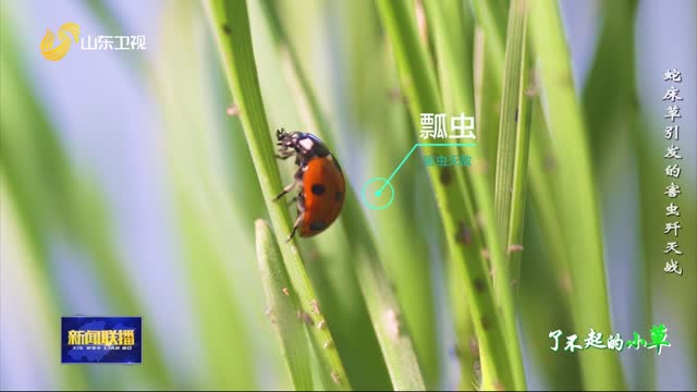 蛇床草引發的害蟲殲滅戰【了不起的小草】