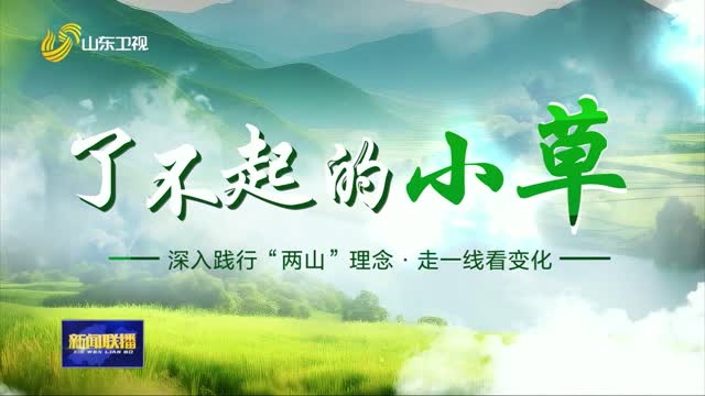 盐碱荒滩林下生金【了不起的小草】