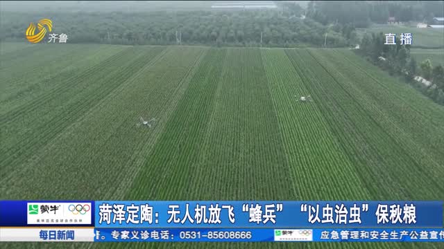 菏泽定陶：无人机放飞“蜂兵”“以虫治虫”保秋粮