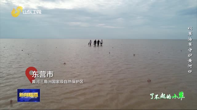 以草治草守護黃河口【了不起的小草】