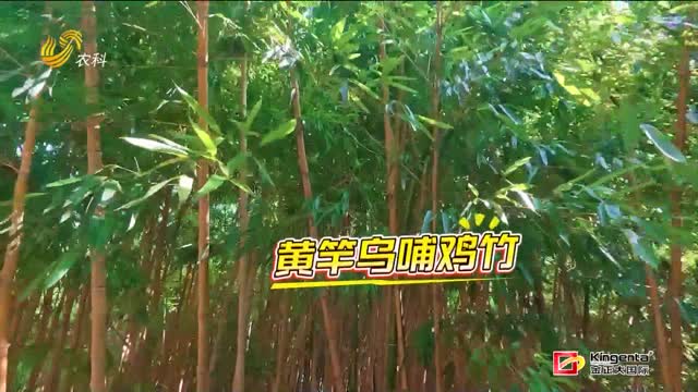 聊城：“南竹北移”绿生金