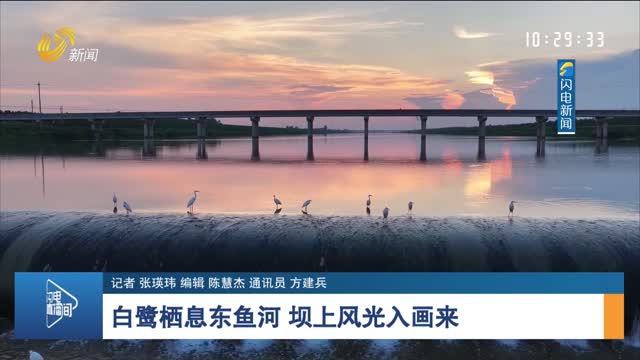 白鷺棲息東魚河 壩上風光入畫來