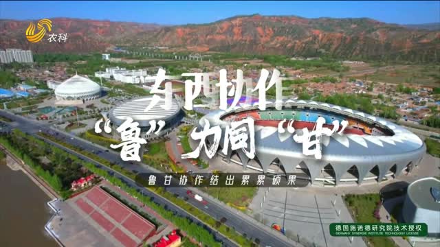 【东西协作 “鲁”力同“甘”】甘肃省临夏市：黄土高原上的“玫瑰超级工厂”