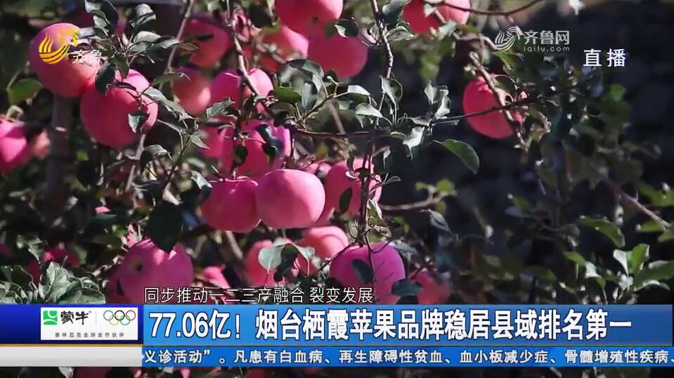 77.06亿！烟台栖霞苹果品牌稳居县域排名第一