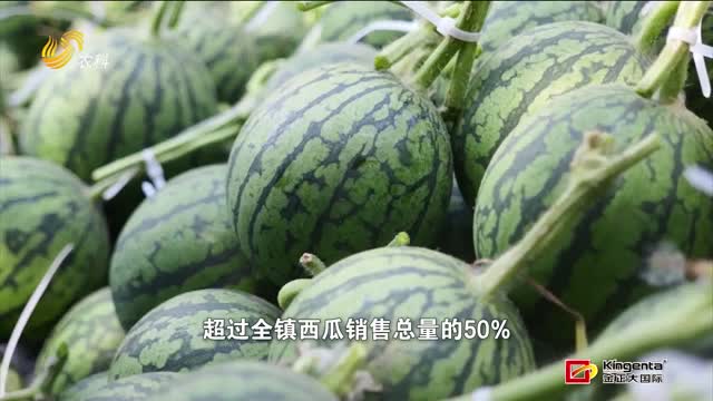 新疆本是瓜鄉(xiāng) 為何鐘情山東小鎮(zhèn)的西瓜？