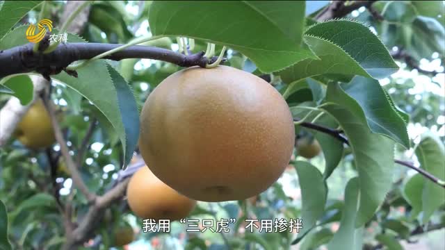【“三只虎”大肥力】萊陽(yáng)：秋月梨大豐收 個(gè)大味甜銷路旺