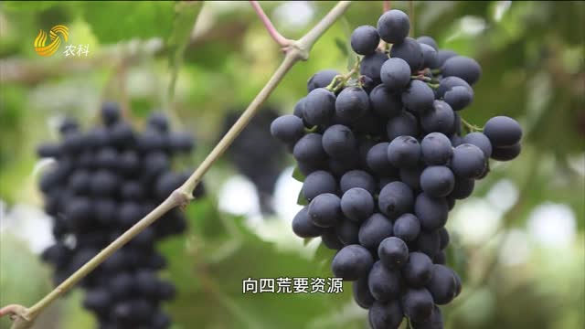 四招讓鹽堿地長(zhǎng)出高品質(zhì)葡萄