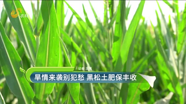 【黑松土活化肥 “效果為王”大回訪】旱情來(lái)襲別犯愁 黑松土肥保豐收