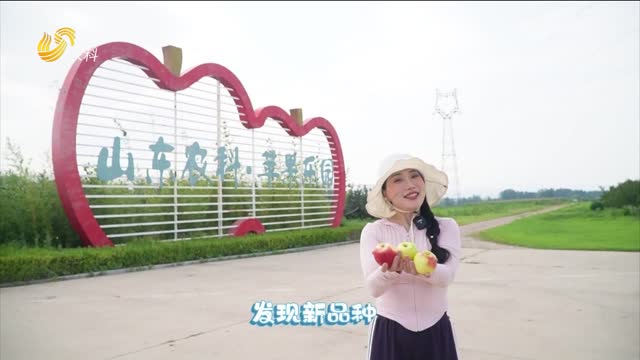 【蘋果姐打卡百家蘋果園】果園植保用上無(wú)人機(jī) 省工省力高效率