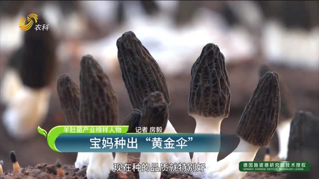 【羊肚菌產(chǎn)業(yè)榜樣人物】寶媽種出“黃金傘”