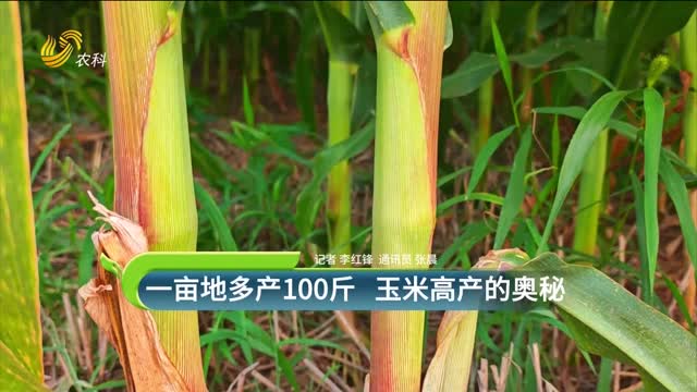 【黑松土活化肥 “效果為王”大回訪】一畝地多產(chǎn)100斤 玉米高產(chǎn)的奧秘