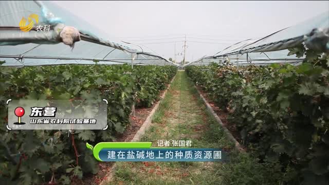 建在鹽堿地上的種質(zhì)資源圃