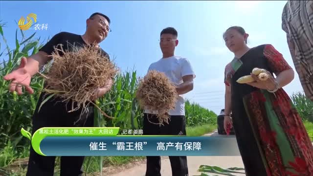 【黑松土活化肥 “效果為王”大回訪】催生“霸王根” 高產有保障