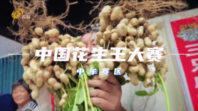 【“三只虎杯”中國花生王大賽】河南中牟賽區開賽 “三只虎”助增產 選手信心十足