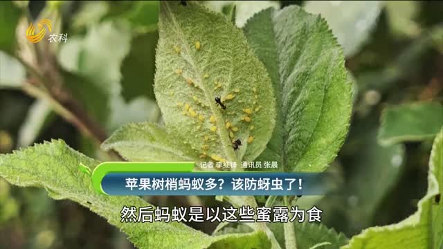蘋果樹梢螞蟻多？該防治蚜蟲了！