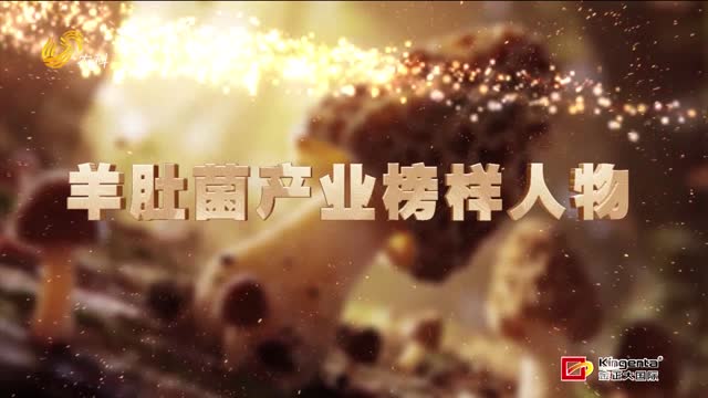 【羊肚菌產業榜樣人物】安徽楊沫：閑置大棚種“黑金”