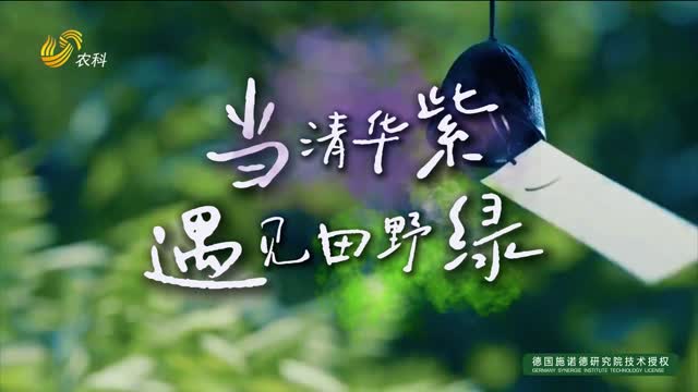 當“清華紫”遇見“田野綠”：青春在陽谷大地寫詩