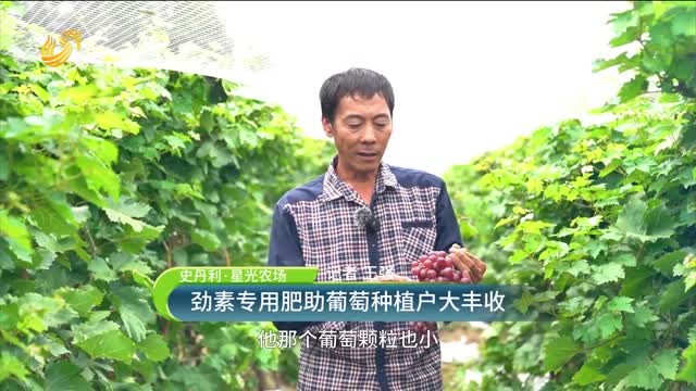 【史丹利·星光農場】勁素專用肥助葡萄種植戶大豐收