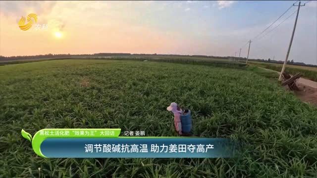 【黑松土活化肥 “效果為王”大回訪】調節酸堿抗高溫 助力姜田奪高產
