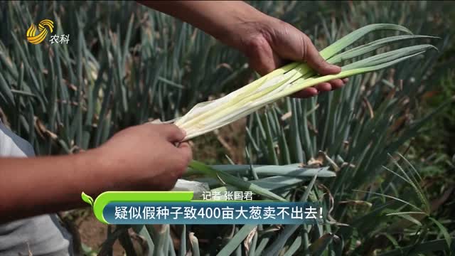 疑似假種子致400畝大蔥賣不出去！