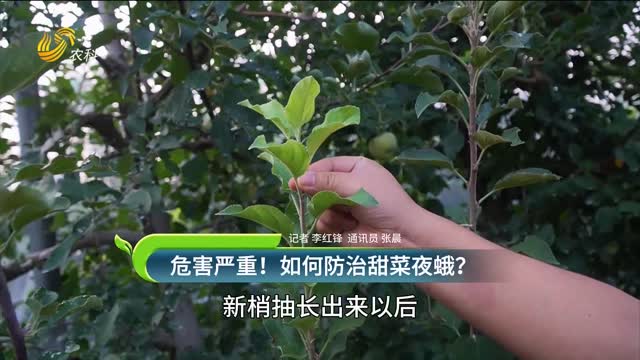 危害嚴重！甜菜夜蛾如何防治