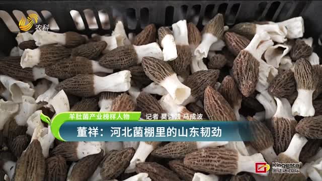 【羊肚菌產(chǎn)業(yè)榜樣人物】董祥：河北菌棚里的山東韌勁