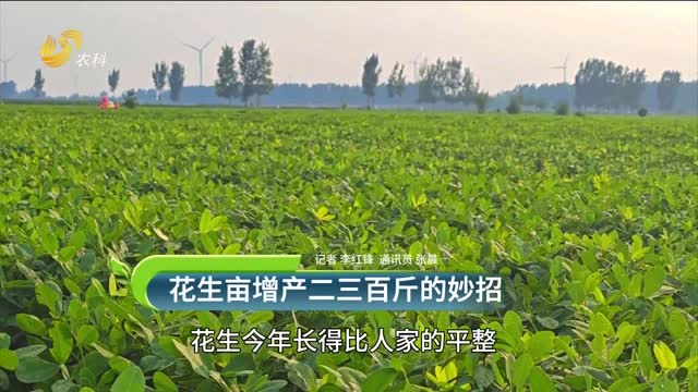 【黑松土活化肥 “效果為王”大回訪】花生畝增產(chǎn)二三百斤的妙招