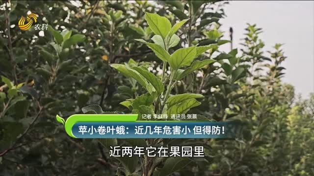 蘋小卷葉蛾：近幾年危害小 但得防！