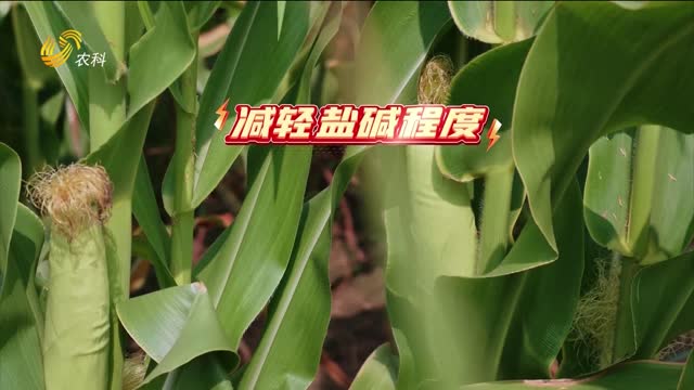 破解鹽堿地種植難題 “三只虎”助力玉米長(zhǎng)勢(shì)旺