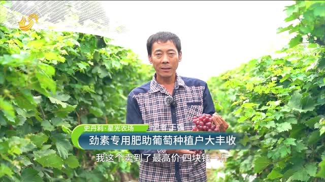 【史丹利·星光農(nóng)場】勁素專用肥助葡萄種植戶大豐收